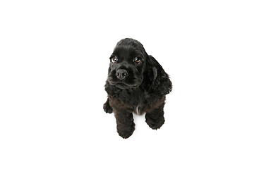 Image showing Studio shot of american cocker spaniel on white studio background