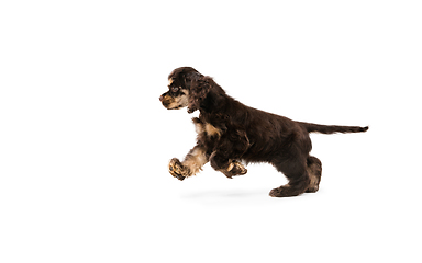 Image showing Studio shot of american cocker spaniel on white studio background