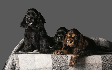 Image showing Studio shot of american cocker spaniel on grey studio background