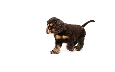 Image showing Studio shot of american cocker spaniel on white studio background