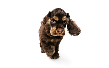 Image showing Studio shot of american cocker spaniel on white studio background