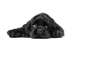 Image showing Studio shot of american cocker spaniel on black studio background