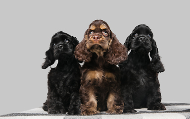 Image showing Studio shot of american cocker spaniel on grey studio background