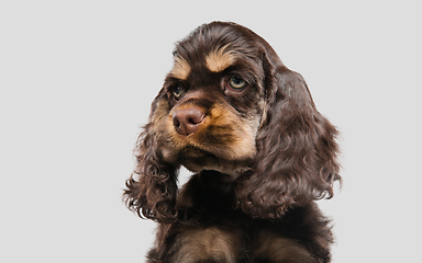 Image showing Studio shot of american cocker spaniel on grey studio background