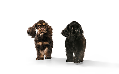 Image showing Studio shot of american cocker spaniel on white studio background