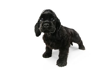 Image showing Studio shot of american cocker spaniel on white studio background