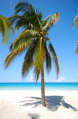 Image showing Palm on tropical beach