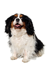 Image showing Happy Cavalier King Charles Spaniel dog