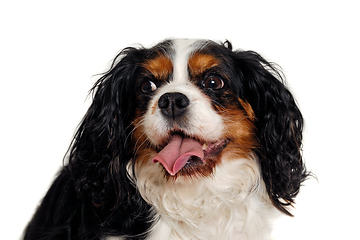 Image showing Happy Cavalier King Charles Spaniel dog