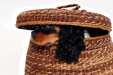 Image showing Sad Cavalier King Charles Spaniel dog is hiding in a basket