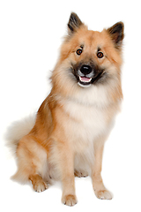 Image showing Happy Eurasier dog