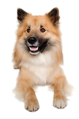 Image showing Happy Eurasier dog