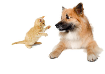 Image showing Happy Eurasier dog and cat