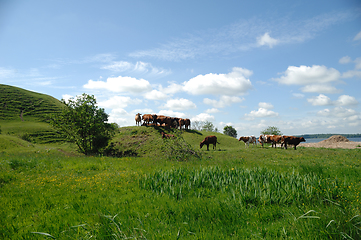 Image showing Cows and green landscape