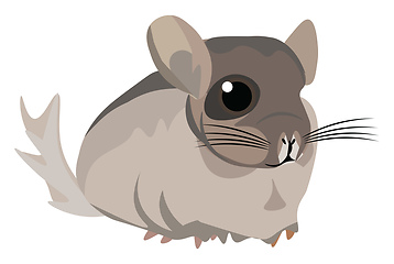 Image showing Image of chinchilla, vector or color illustration.