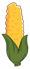 Image showing Image of corn, vector or color illustration.