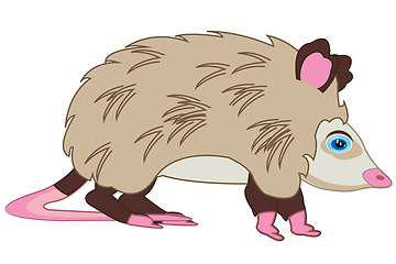 Image showing Animal opossum on white background is insulated