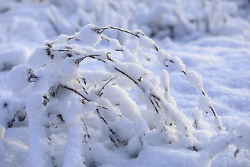 Image showing Plants Under Heavy Snow in Winter