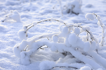 Image showing Plants Under Heavy Snow in Winter