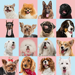 Image showing Stylish dogs posing. Cute doggies or pets happy. Creative collage isolated on pink-blue studio background.