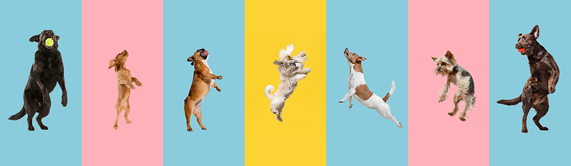Image showing Cute doggies or pets are looking happy isolated on colorful or gradient studio. Creative collage of different breeds of dogs. Flyer for your ad.