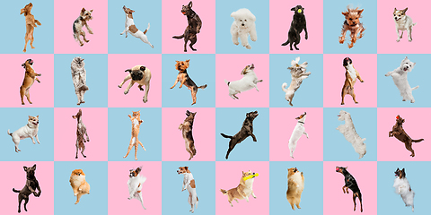 Image showing Stylish dogs and cats posing. Cute pets happy. The different purebred puppies and cats. Creative collage isolated on pink-blue studio background.