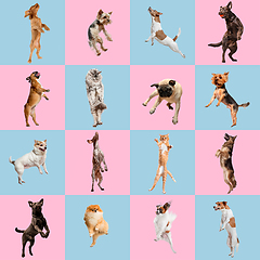 Image showing Stylish dogs and cats posing. Cute pets happy. The different purebred puppies and cats. Creative collage isolated on pink-blue studio background.