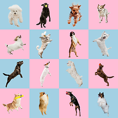 Image showing Stylish dogs posing. Cute doggies or pets happy. The different purebred puppies. Creative collage isolated on pink-blue studio background.