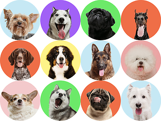 Image showing Cute doggies or pets are looking happy isolated on colorful or gradient studio background. Creative collage of different breeds of dogs.