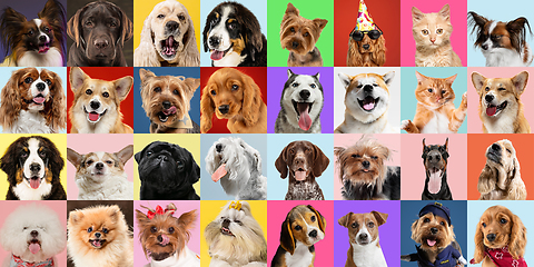 Image showing Stylish dogs and cats posing. Cute pets happy. Creative collage isolated on multicolored studio background