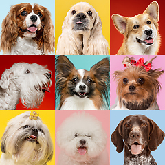 Image showing Stylish dogs posing. Cute doggies or pets happy. Creative collage of various breeds of dogs.