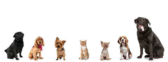 Image showing Differents dogs and one cat looking at camera isolated on a white studio background