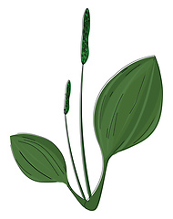 Image showing Plantain, vector or color illustration.