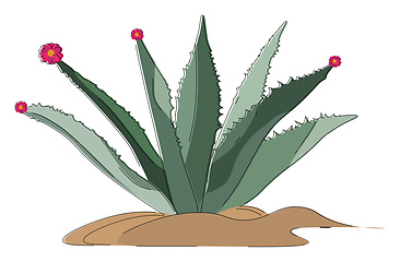 Image showing Image of agave, vector or color illustration.