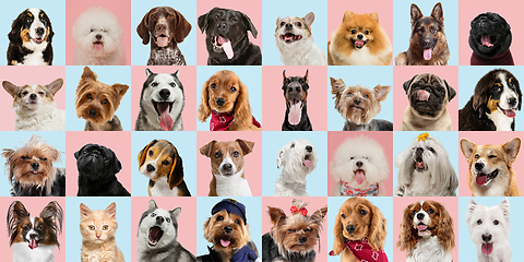 Image showing Stylish dogs and cats posing. Cute pets happy. Creative collage isolated on multicolored studio background.