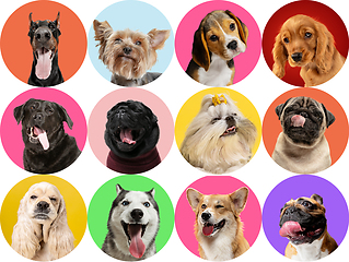 Image showing Cute doggies or pets are looking happy isolated on colorful or gradient studio background. Creative collage of different breeds of dogs.