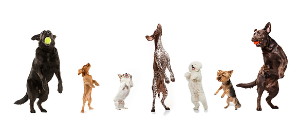 Image showing Differents dogs jumping, playing happy isolated on a white studio background