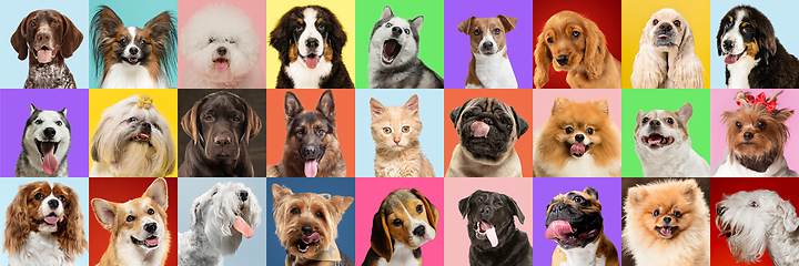 Image showing Stylish dogs and cats posing. Cute pets happy. Creative collage isolated on multicolored studio background