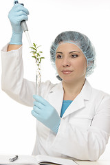 Image showing Botanical Experiment