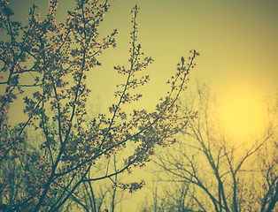 Image showing Spring Blossom