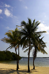 Image showing Four palm trees on a beach