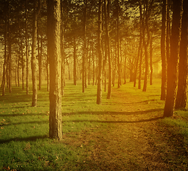 Image showing Forest Path