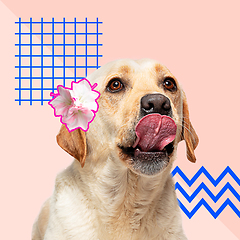 Image showing Modern design, contemporary art collage with cute doggies