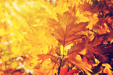 Image showing Autumn Leaves