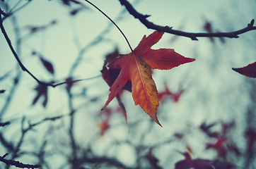 Image showing Red leaf