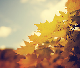 Image showing Autumn Leaves