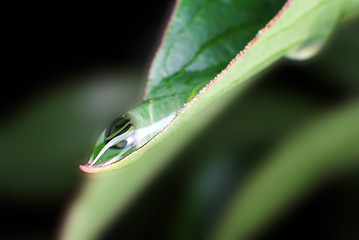 Image showing Water droplet on green leaf