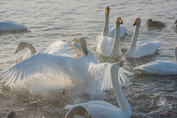 Image showing Fighting white whooping swans