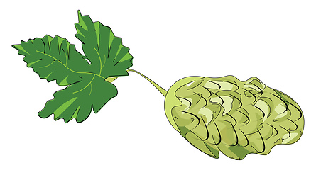 Image showing The hop plant, vector or color illustration.