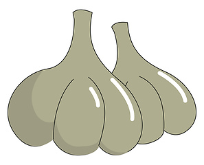 Image showing Garlic, vector or color illustration.